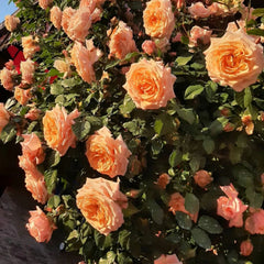 Barock Rose Plant