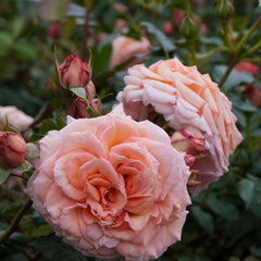 Barock Rose Plant