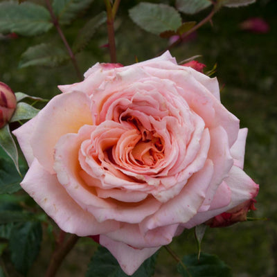 Braunston Roses Rose_Explosion: Express Your Love with Beautiful Roses