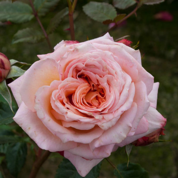 Barock Rose Plant