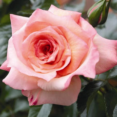 Barock Rose Plant