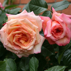 Barock Rose Plant