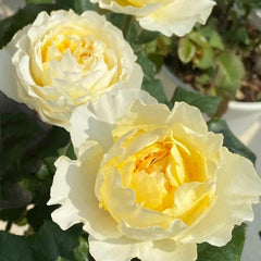 Beatrice Rose - Elegance and Charm for Your Garden