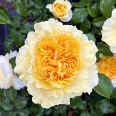 Beatrice Rose - Elegance and Charm for Your Garden