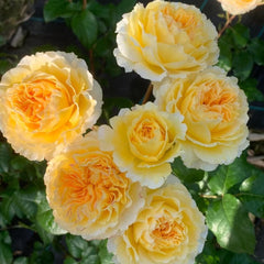 Beatrice Rose - Elegance and Charm for Your Garden