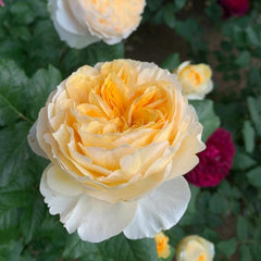 Beatrice Rose - Elegance and Charm for Your Garden