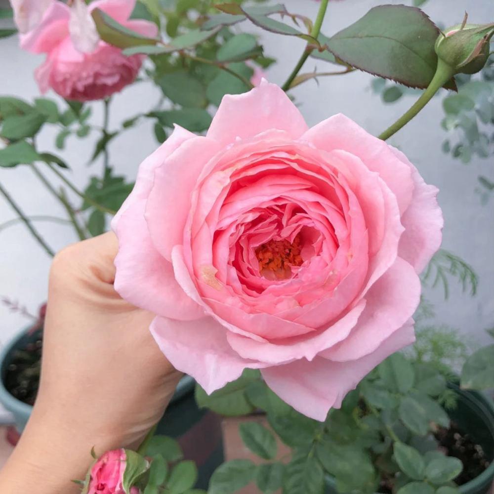 Captivating Bel Canto Rose Plant for a Charming Rose Garden – Rose ...