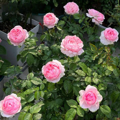 Captivating Bel Canto Rose Plant for a Charming Rose Garden