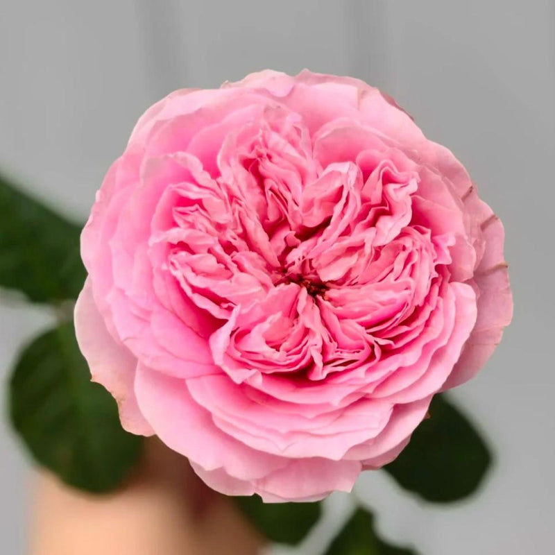 Captivating Bel Canto Rose Plant for a Charming Rose Garden