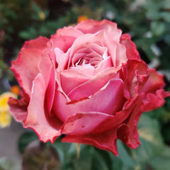 Belize Rose Plant