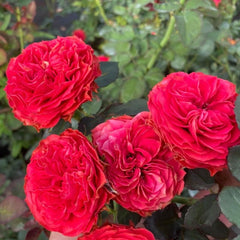 Bella Linda Brick Rose Plant