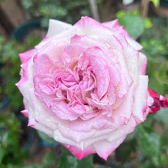 Bella Linda Fairy Rose Plant