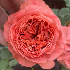 Bella Trendsetter Rose Plant