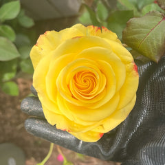 Belladonna Rose Plant|贝拉多娜
