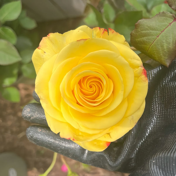 Belladonna Rose Plant|贝拉多娜