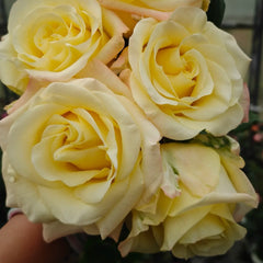 Belladonna Rose Plant|贝拉多娜