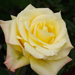 Belladonna Rose Plant|贝拉多娜