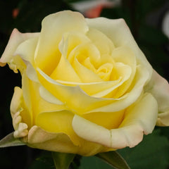 Belladonna Rose Plant|贝拉多娜