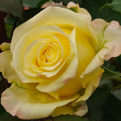 Belladonna Rose Plant|贝拉多娜