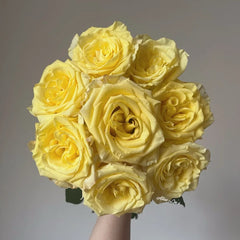 Belladonna Rose Plant|贝拉多娜