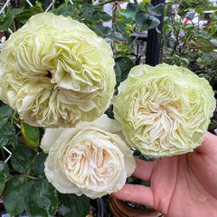 Belle Neige Rose Plant