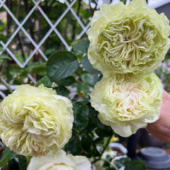 Belle Neige Rose Plant