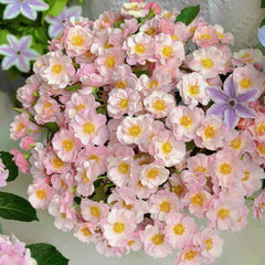 Belle Story Rose Plant|美丽故事(Aus-Bienenweide)