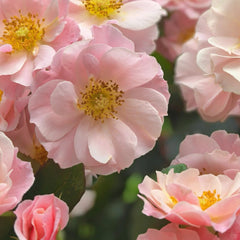 Belle Story Rose Plant|美丽故事(Aus-Bienenweide)
