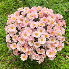 Belle Story Rose Plant|美丽故事(Aus-Bienenweide)