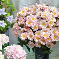 Belle Story Rose Plant|美丽故事(Aus-Bienenweide)