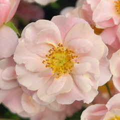 Belle Story Rose Plant|美丽故事(Aus-Bienenweide)