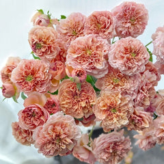 Belle d’Anjou Rose Plant｜安茹美人