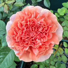 Belle d’Anjou Rose Plant｜安茹美人