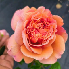 Belle d’Anjou Rose Plant｜安茹美人