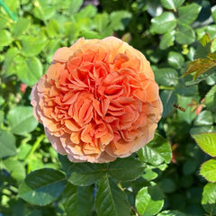 Belle d’Anjou Rose Plant｜安茹美人