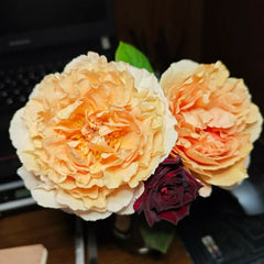 Belle d’Anjou Rose Plant｜安茹美人