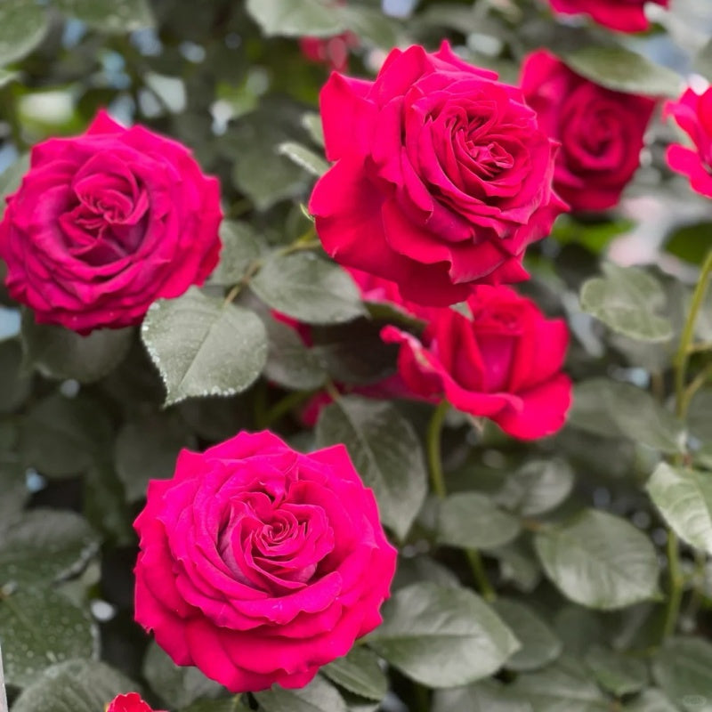 Belles Rives Rose Plant|美人丽芙 – Rose_Explosion