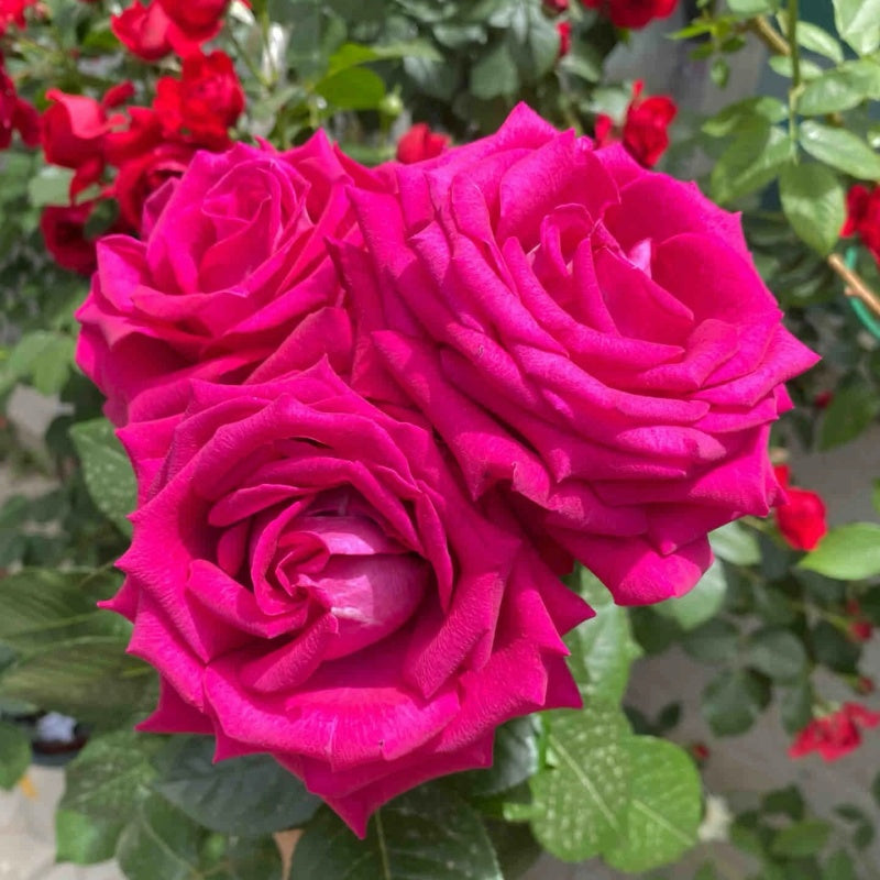 Belles Rives Rose Plant|美人丽芙 – Rose_Explosion