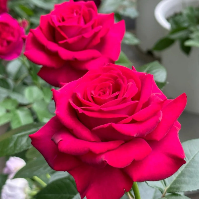 Belles Rives Rose Plant|美人丽芙 – Rose_Explosion