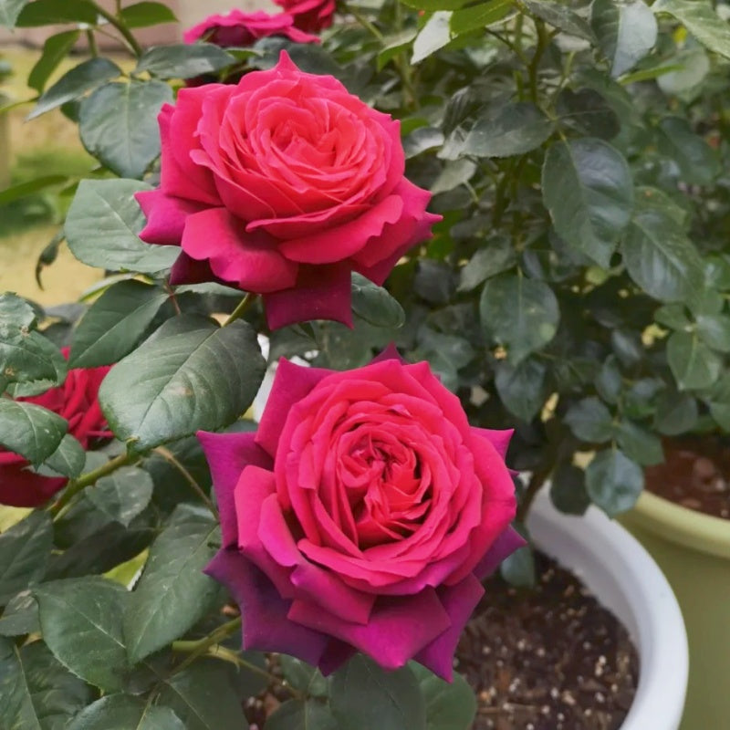 Belles Rives Rose Plant|美人丽芙 – Rose_Explosion