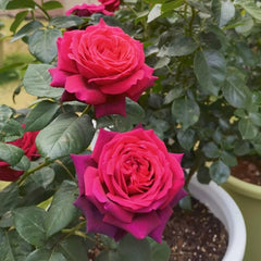 Belles Rives Rose Plant｜美人丽芙