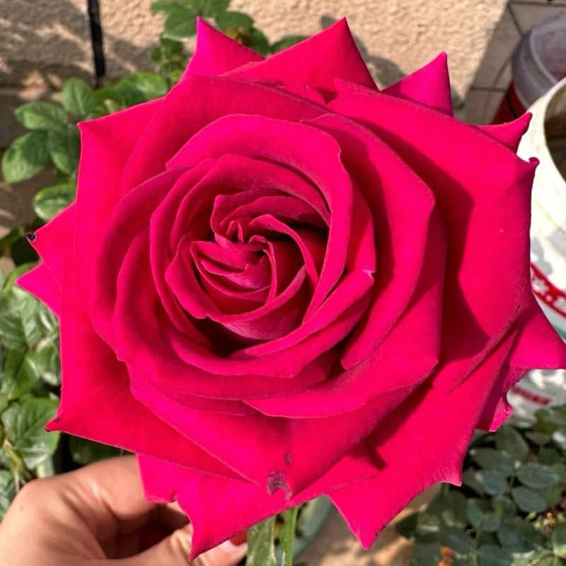 Belles Rives Rose Plant|美人丽芙 – Rose_Explosion