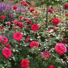Bellevue Rose Plant|美景/流浪魂