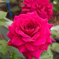 Bellevue Rose Plant|美景/流浪魂
