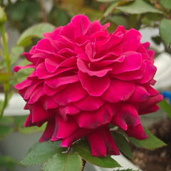 Bellevue Rose Plant|美景/流浪魂