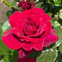 Bellevue Rose Plant|美景/流浪魂