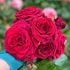 Bellevue Rose Plant|美景/流浪魂