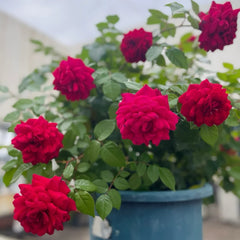 Bellevue Rose Plant|美景/流浪魂
