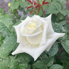 Beluga Rose Plant|白鲸