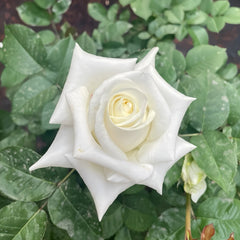 Beluga Rose Plant|白鲸